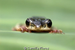 Tree frog by Camilla Floros 